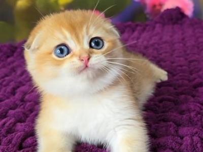 Dinara Scottish - Scottish Fold - Gallery Photo #1