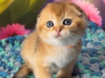 Dushes Scottish - Scottish Fold - Gallery Photo #1