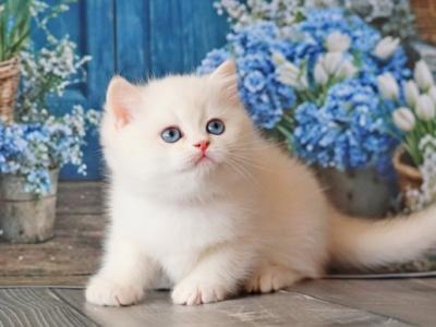 Ustin British - British Shorthair - Gallery Photo #1