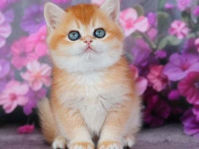 Tosya British - British Shorthair - Gallery Photo #1