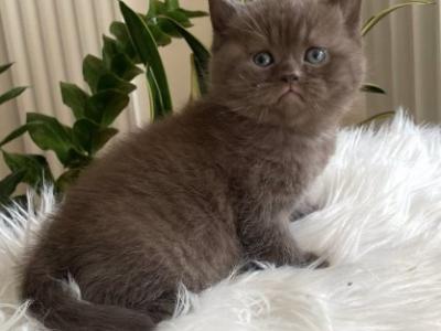 Zefir British - British Shorthair - Gallery Photo #1