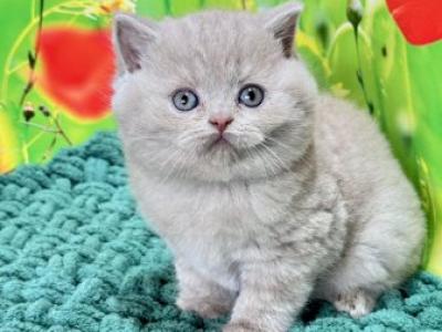 Erika British - British Shorthair - Gallery Photo #1