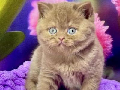 Ellada British - British Shorthair - Gallery Photo #1