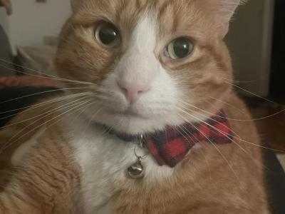 Oliver - Domestic - Gallery Photo #1