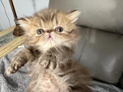 Persian Chocolate Tabby - Persian - Gallery Photo #1