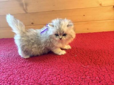 Mandy - Persian - Gallery Photo #1