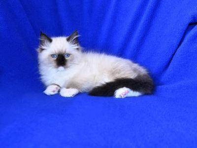 Zesty Kittens - Ragdoll - Gallery Photo #1