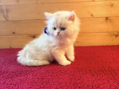 Hilbert - Persian - Gallery Photo #1