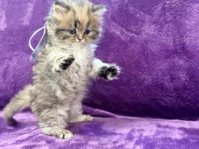 Sheena - Persian - Gallery Photo #1