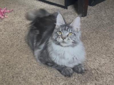 Pete - Maine Coon - Gallery Photo #1