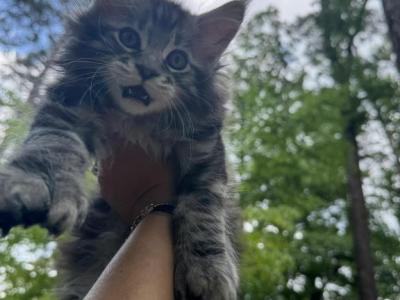 Devchulya - Maine Coon - Gallery Photo #1