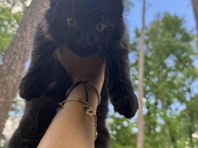 Chernika - Maine Coon - Gallery Photo #1