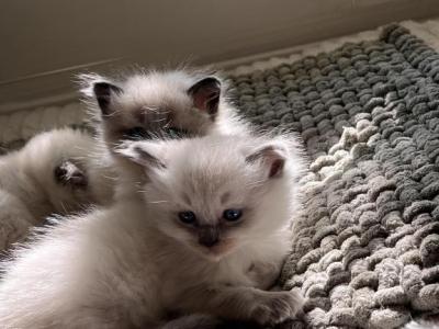 Himalayan Kittens - Himalayan - Gallery Photo #1