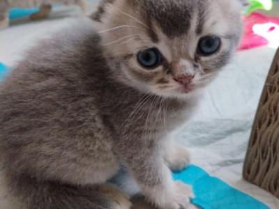 Scottish Folds - Scottish Fold - Gallery Photo #1