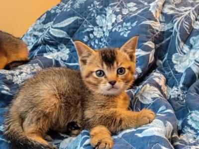 Abyssinian Kittens - Abyssinian - Gallery Photo #1