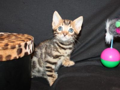 Kiki - Bengal - Gallery Photo #1