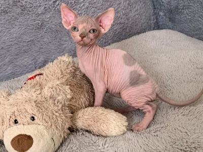 Baby Love - Sphynx - Gallery Photo #1