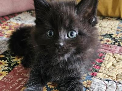 Velvet - Maine Coon - Gallery Photo #1