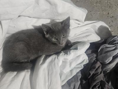 Baby Cat - Chartreux - Gallery Photo #1