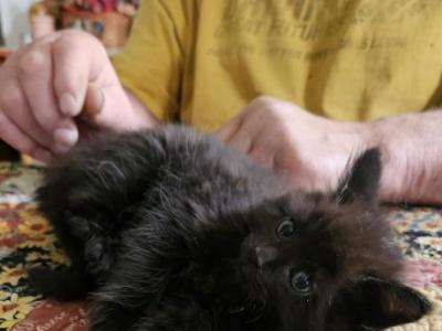 Hershey - Maine Coon - Gallery Photo #1