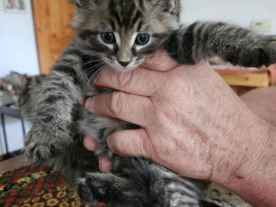 Buddy - Maine Coon - Gallery Photo #1