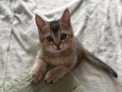 Simba - Scottish Straight - Gallery Photo #1