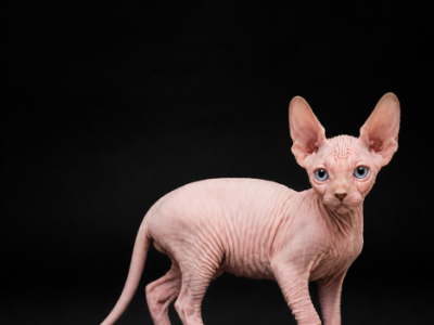 Sphynx Girl Astra TICA Breeding Rights - Sphynx - Gallery Photo #1