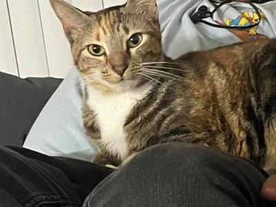 Peaches - Domestic - Gallery Photo #1