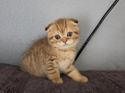Robin - Scottish Fold - Gallery Photo #1
