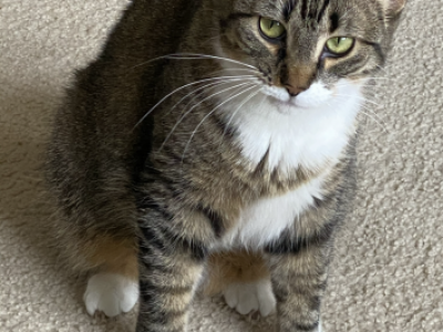Princess - Domestic - Gallery Photo #1