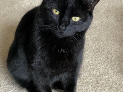 JASMINE - Domestic - Gallery Photo #1