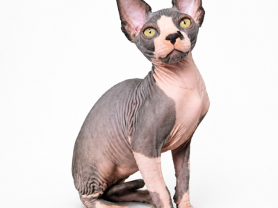 Sphynx Boy Hector TICA Breeding Rights - Sphynx - Gallery Photo #1