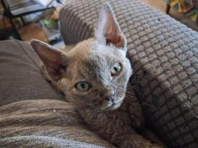 Bluey - Devon Rex - Gallery Photo #1