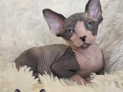 Sphynx Boy Reon TICA CFA Breeding Rights - Sphynx - Gallery Photo #1