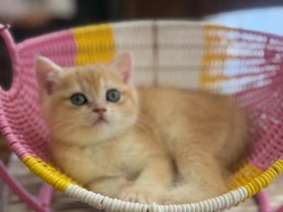 KiKu - British Shorthair - Gallery Photo #1