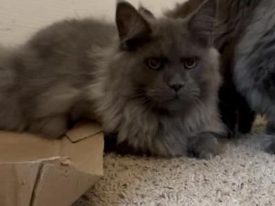Blue Smoke - Maine Coon - Gallery Photo #1