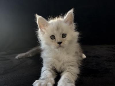 Dobrynya - Maine Coon - Gallery Photo #1