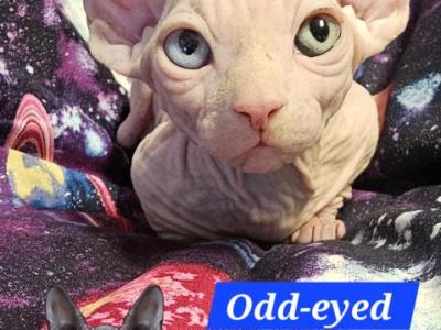 Sphynx Dwelf Girl Baby Angel Odd Eyed - Sphynx - Gallery Photo #1