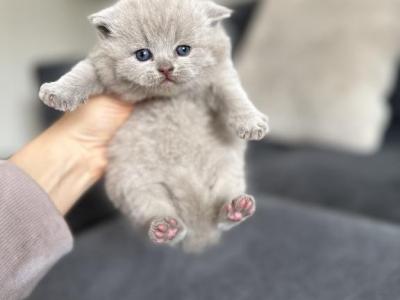 British Shorthair Kittens - British Shorthair - Gallery Photo #1