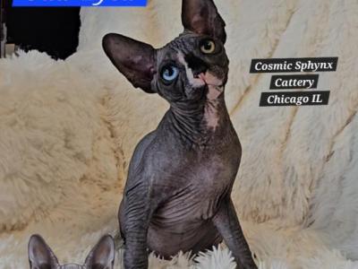 DBE Odd Eyed Sphynx Kittens - Sphynx - Gallery Photo #1