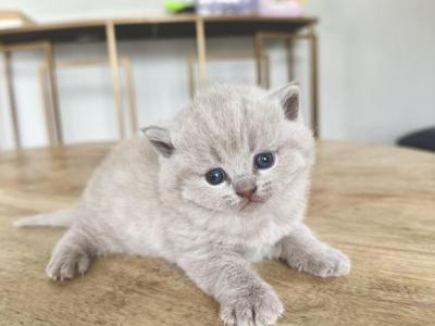 Lilac - British Shorthair - Gallery Photo #1
