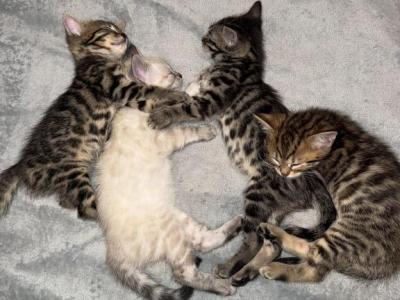 Bengal Kittens - Bengal - Gallery Photo #1