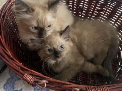 Ragdoll Babies - Ragdoll - Gallery Photo #1