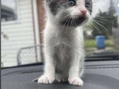 Beautiful Kitten - American Shorthair - Gallery Photo #1