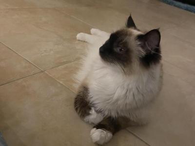Luna - Balinese - Gallery Photo #1
