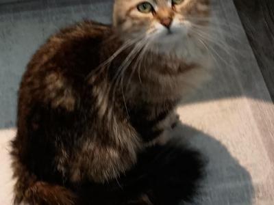 Gerty And Jonsey Siberian Kittens - Siberian - Gallery Photo #1