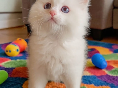 Lance Lilac Lynx Point BiColor Boy - Ragdoll - Gallery Photo #1