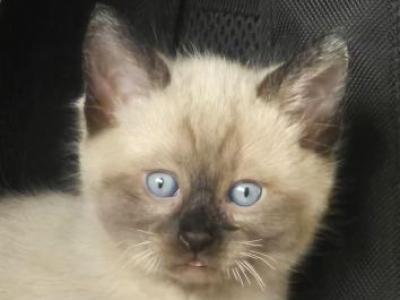 Lil Brown - Siamese - Gallery Photo #1