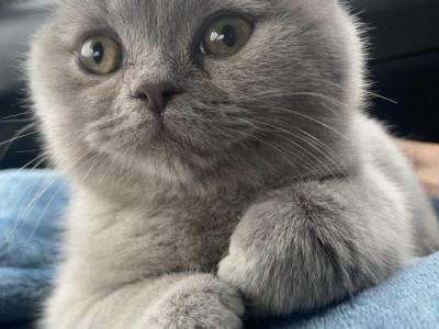 Temu Mu - British Shorthair - Gallery Photo #1