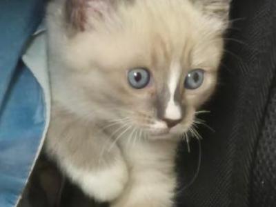Pretty Princess - Siamese - Gallery Photo #1